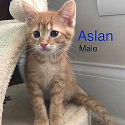 Photo of Aslan