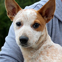 Thumbnail photo of Ellie ~ adopted! #1