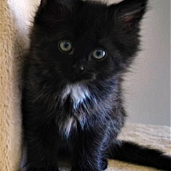 Faerie Tales Cat Rescue In Taylor Michigan