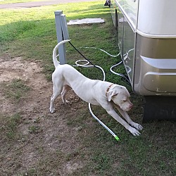 Puppies For Sale In Alma Arkansas Adoptapet Com