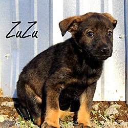 Thumbnail photo of ZuZu~adopted! #4