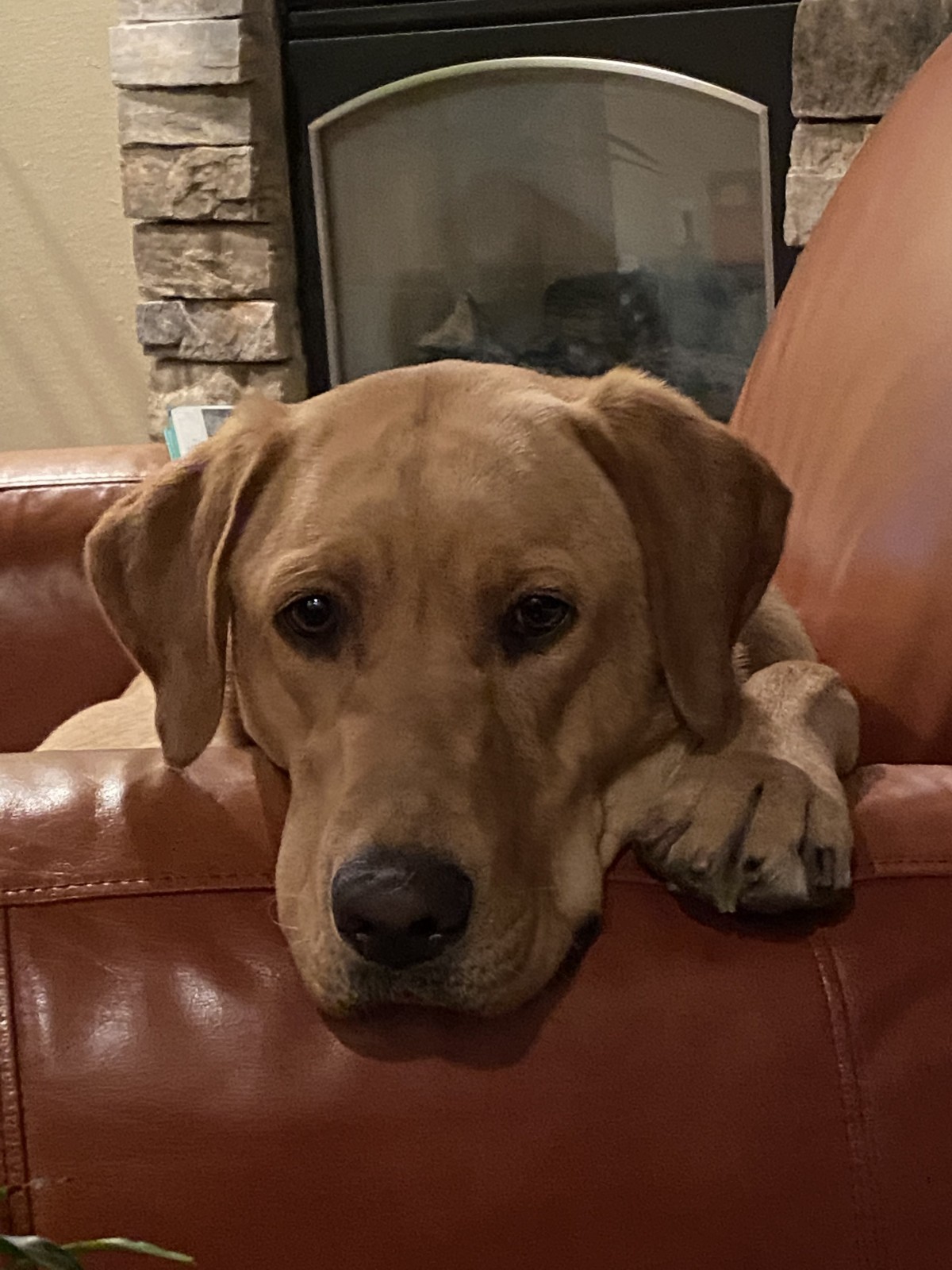 Adopt Skye a Red/Golden/Orange/Chestnut Labrador Retriever / Mixed dog