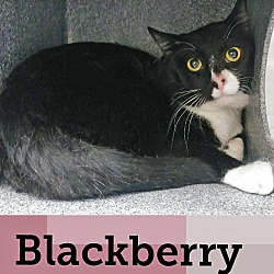 Thumbnail photo of Blackberry #3