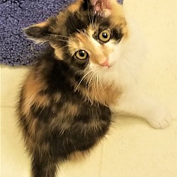 Thumbnail photo of ADOPTED!  Guinevere #3