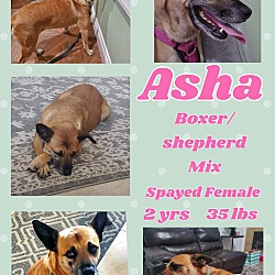 Thumbnail photo of Asha (TX adopt only) #2