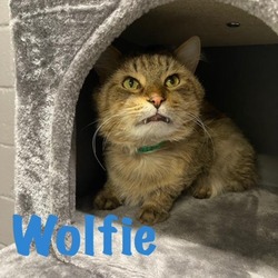 Photo of WOLFIE