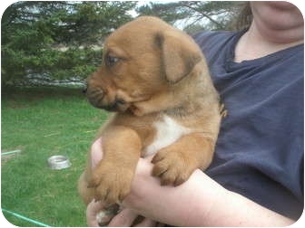 Howell, MI - Bullmastiff. Meet Boomer a Pet for Adoption.