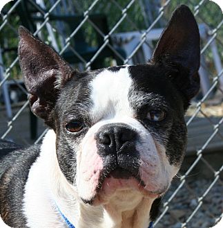 Berea Oh French Bulldog Meet Barclay A Pet For Adoption Berea Oh French Bulldog Meet