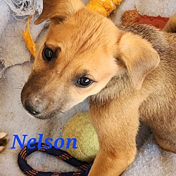 Thumbnail photo of Nelson #3