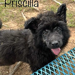 Photo of Priscilla - Cranston, RI