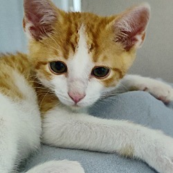 Thumbnail photo of Marmalade #4