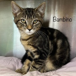 Thumbnail photo of Bambino #4