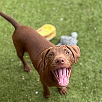 adopt a pet