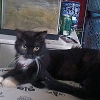 adopt-pet