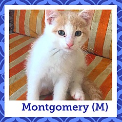 Photo of Montgomery