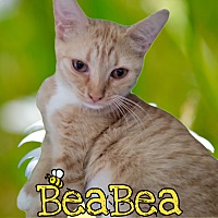 Photo of BeaBea