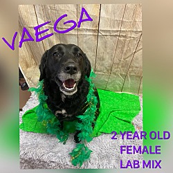 Photo of Vaega