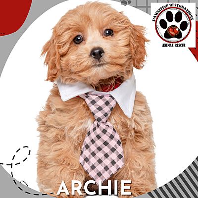 Aurora, CO - Cockapoo. Meet ARCHIE a Pet for Adoption - AdoptaPet.com