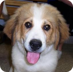 great pyrenees mountain cur mix