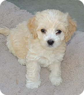 La Habra Heights, CA - Cockapoo. Meet Litter of Cockapoo Puppies a Pet for Adoption.