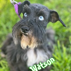 Thumbnail photo of Watson #2