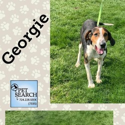 Thumbnail photo of Georgie #2