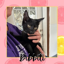 Thumbnail photo of Bibbiti #1