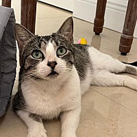 adopt a pet