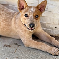 adopt a pet