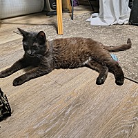 adopt a pet