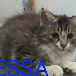Thumbnail photo of Tessa - Pending adoption #2