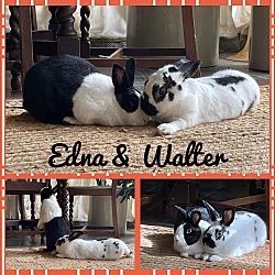 Thumbnail photo of Edna #1