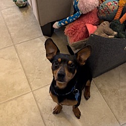 Photo of Pogo