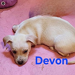 Thumbnail photo of Devon #3