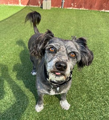 Oceanside, CA - Terrier (Unknown Type, Medium)/Maltese. Meet Lemmy a ...