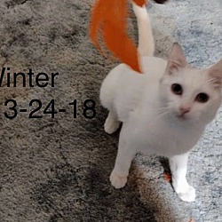 Thumbnail photo of Winter #1