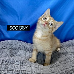 Thumbnail photo of CAT-U5M SCOOBY #3