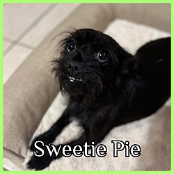 Photo of Sweetie Pie