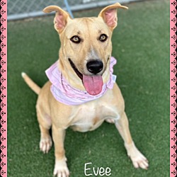 Thumbnail photo of EVEE #2