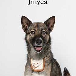 Thumbnail photo of Jinyea (HDLA) #1