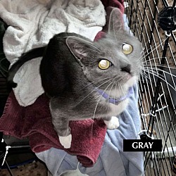 Thumbnail photo of CAT-GRAY #2