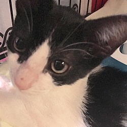 Thumbnail photo of Cisco - Black & White Kitten #3