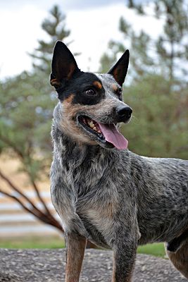 Mountain Center, CA - Australian Cattle Dog. Meet Cash a Pet for ...