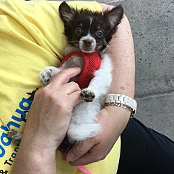 Thumbnail photo of Gizmo - Puppy #4