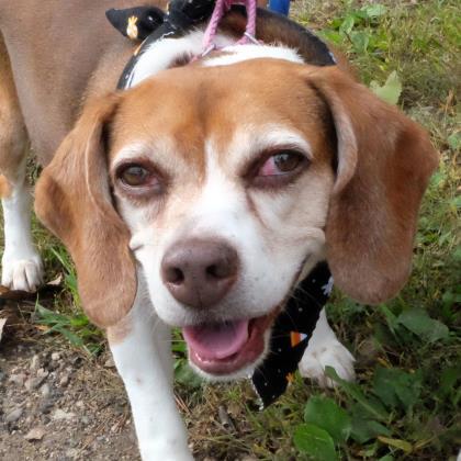 beagle chestnut adopt wynonna