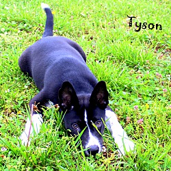 Thumbnail photo of Tyson ~ meet me! #2