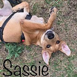 Thumbnail photo of Sassie #2
