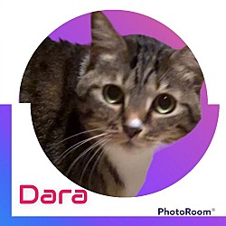 Thumbnail photo of Dara #2