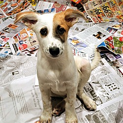 Thumbnail photo of Dingo(ADOPTED!) #2