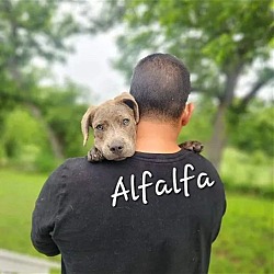 Photo of Alfalfa